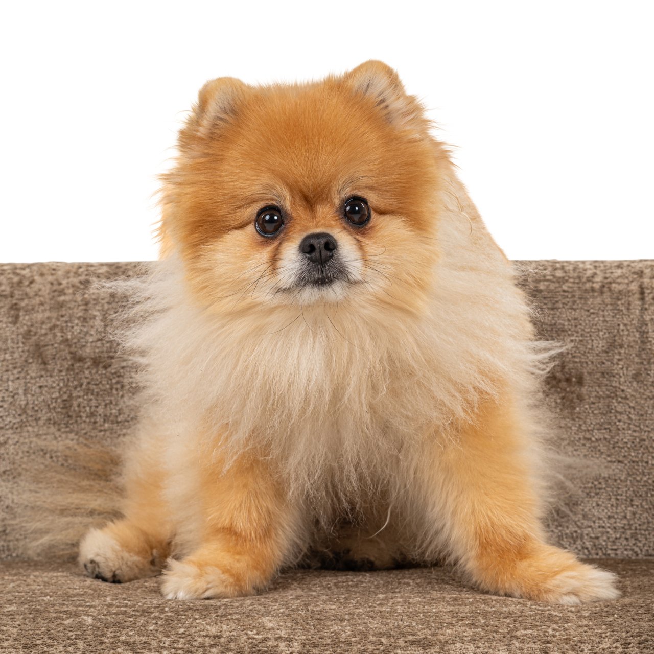 Hundebett Bingo taupe chenille